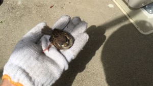 すずめ保護